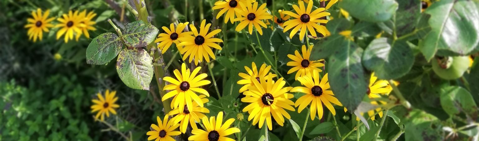 Claudia Mistelbacher